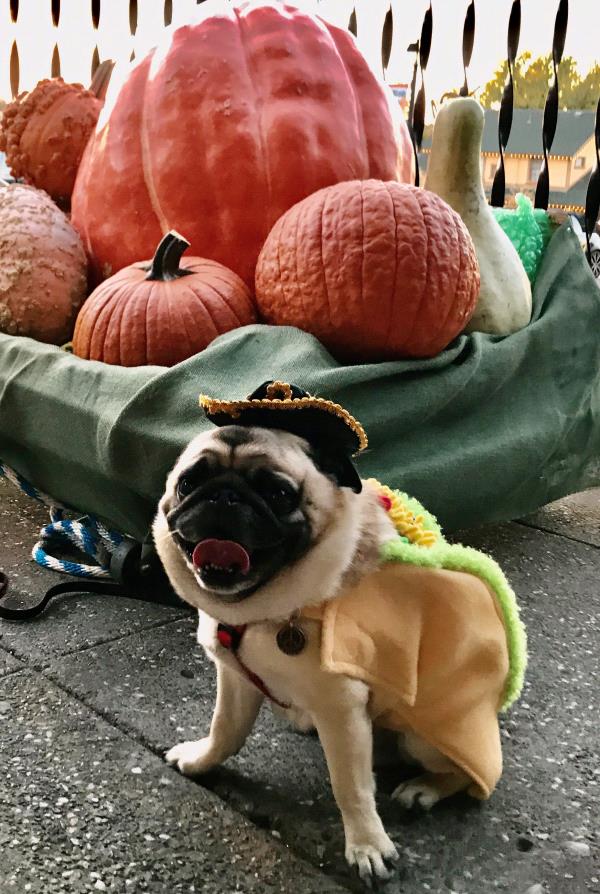 /images/uploads/pug nation rescue of los angeles/pugnation2021/entries/15656thumb.jpg